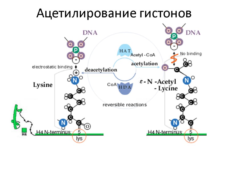 Ацетилирование гистонов